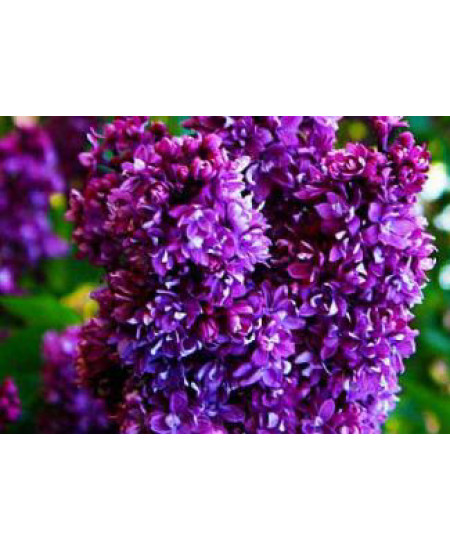 Сирень Огни Донбасса Сирень Огни Донбасса