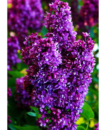 Сирень Огни Донбасса Сирень Огни Донбасса