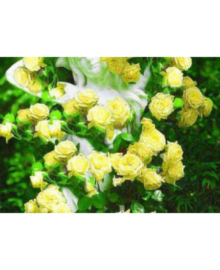 Роза плетистая Солнце свет Роза плетистая Солнце свет