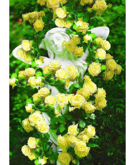 Роза плетистая Солнце свет Роза плетистая Солнце свет