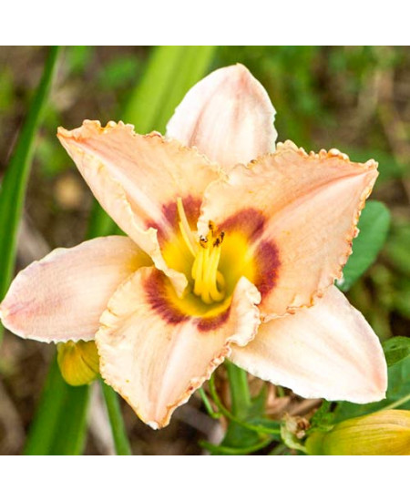 Лилейник Роял Голд Лилейник Роял Голд