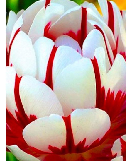 Тюльпан махровый поздний "Карнавал Де Найс" (Carnaval de Nice) 3шт в упаковке (размер 12\+) Тюльпан махровый поздний "Карнавал Де Найс" (Carnaval de Nice) 3шт в упаковке (размер 12\+)