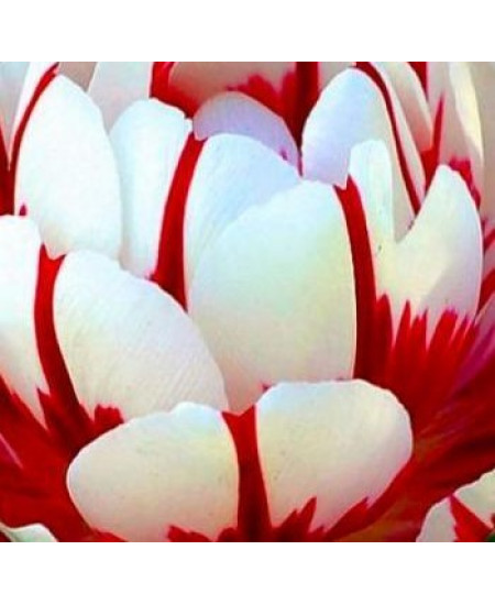 Тюльпан махровый поздний "Карнавал Де Найс" (Carnaval de Nice) 3шт в упаковке (размер 12\+) Тюльпан махровый поздний "Карнавал Де Найс" (Carnaval de Nice) 3шт в упаковке (размер 12\+)