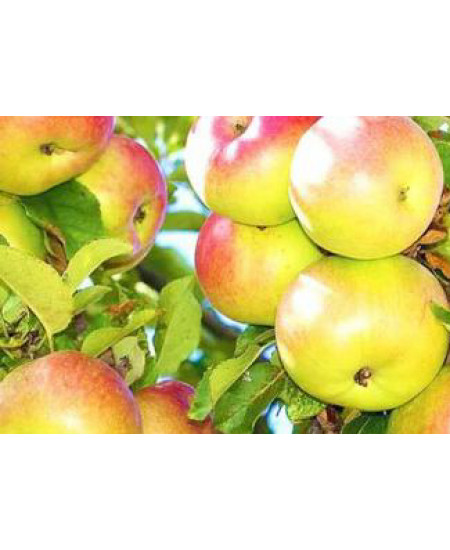 Яблоня Грушовка Московская Яблоня Грушовка Московская