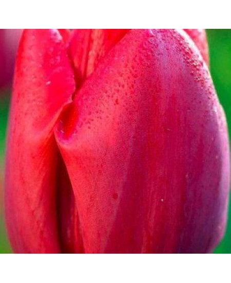 Тюльпан "Bastogne" 3шт в упаковке Тюльпан "Bastogne" 3шт в упаковке