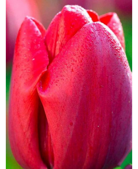 Тюльпан "Bastogne" 3шт в упаковке Тюльпан "Bastogne" 3шт в упаковке