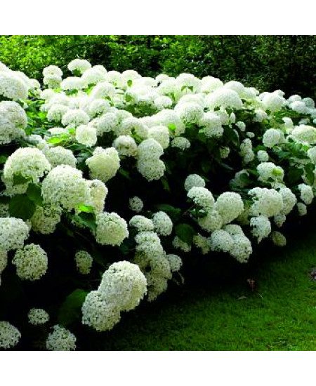 ГОРТЕНЗИЯ ДРЕВОВИДНАЯ АННАБЕЛЬ ГОРТЕНЗИЯ ДРЕВОВИДНАЯ АННАБЕЛЬ