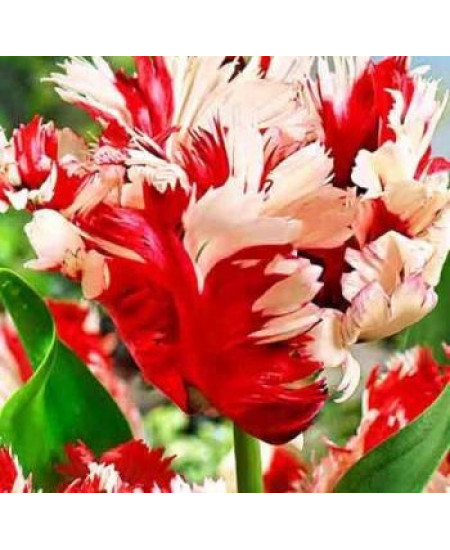 Тюльпан "Estella Rijnveld" 3шт в упаковке Тюльпан "Estella Rijnveld" 3шт в упаковке