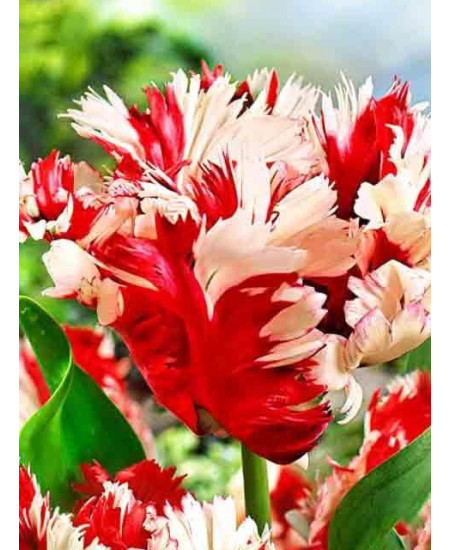 Тюльпан "Estella Rijnveld" 3шт в упаковке Тюльпан "Estella Rijnveld" 3шт в упаковке