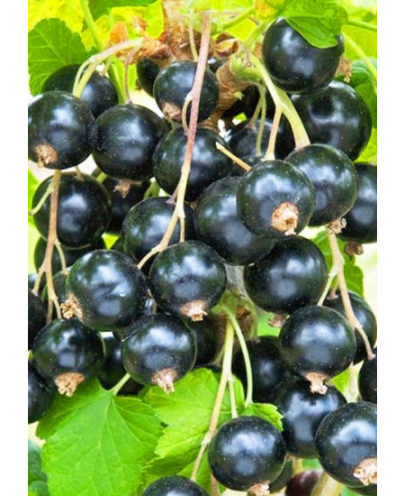 Смородина Багира Смородина Багира