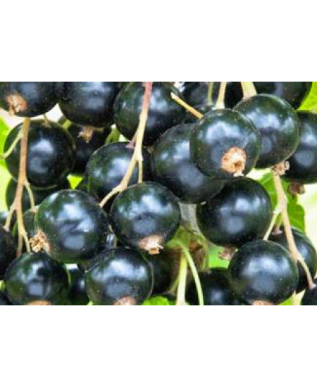 Смородина Багира Смородина Багира