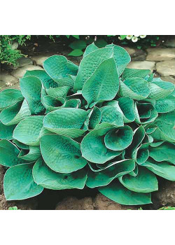 Хоста Биг Дэдди