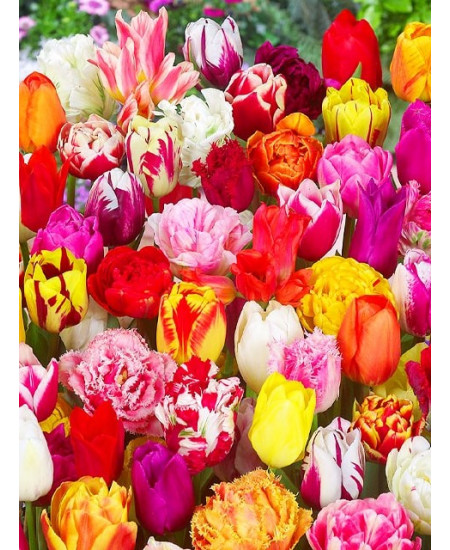 Тюльпан "Микс лучших сортов" (Mix), 3шт в упаковке Тюльпан "Микс лучших сортов" (Mix), 3шт в упаковке