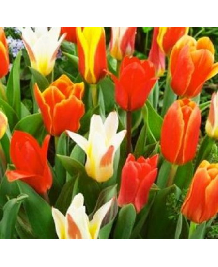 Тюльпан гибрид кауфмана "Микс" (Kaufmanniana mixture) 3шт в упаковке (размер 11\12) Тюльпан гибрид кауфмана "Микс" (Kaufmanniana mixture) 3шт в упаковке (размер 11\12)