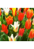 Тюльпан гибрид кауфмана "Микс" (Kaufmanniana mixture) 3шт в упаковке (размер 11\12) Тюльпан гибрид кауфмана "Микс" (Kaufmanniana mixture) 3шт в упаковке (размер 11\12)
