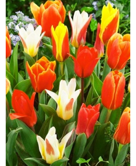 Тюльпан гибрид кауфмана "Микс" (Kaufmanniana mixture) 3шт в упаковке (размер 11\12) Тюльпан гибрид кауфмана "Микс" (Kaufmanniana mixture) 3шт в упаковке (размер 11\12)