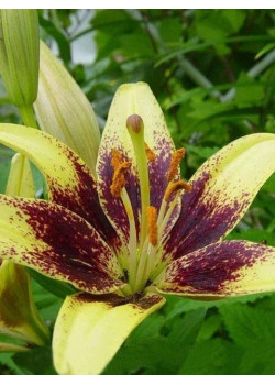 Лилия "Latvia" 3шт в упаковке