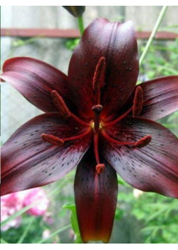 Лилия "Night Flyer" 3шт в упаковке