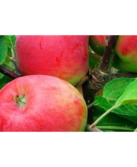 Яблоня Беркутовское Яблоня Беркутовское