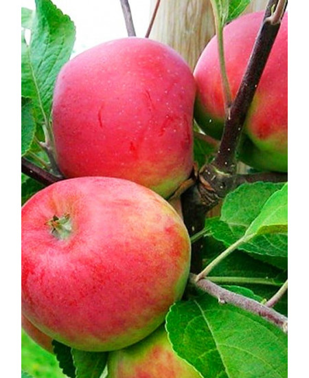 Яблоня Беркутовское Яблоня Беркутовское