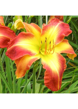 Лилейник Кристмас Из