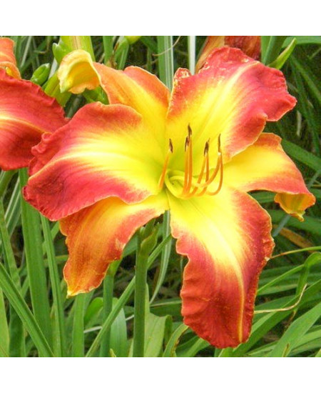 Лилейник Кристмас Из Лилейник Кристмас Из