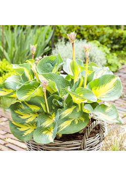 Хоста Бич Бой