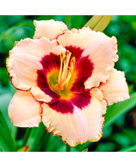 Лилейник Бордер Мьюзик Лилейник Бордер Мьюзик