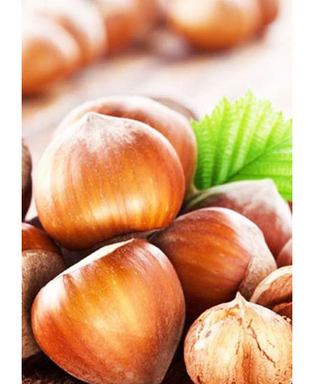 Фундук Адыгейский Фундук Адыгейский