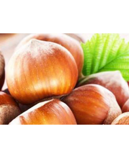 Фундук Адыгейский Фундук Адыгейский