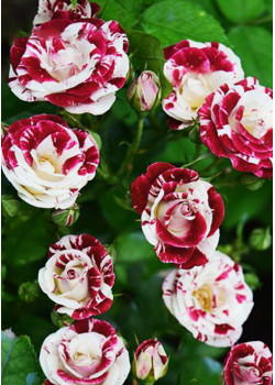 Роза спрей Спарлинг-Бело-черный