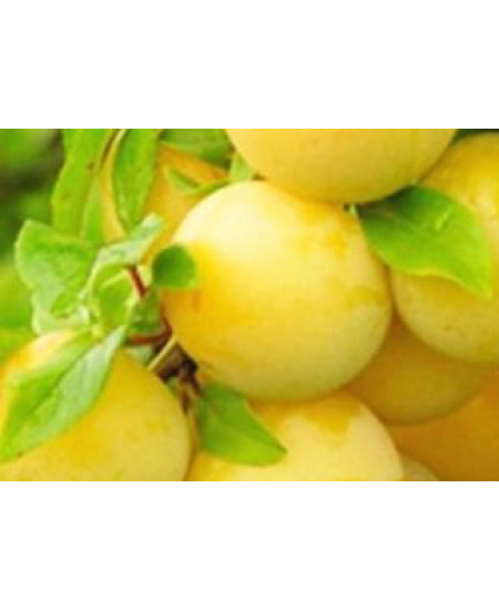 Слива Светлана Слива Светлана