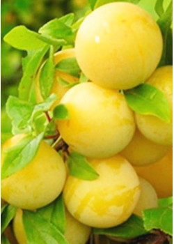 Слива Светлана