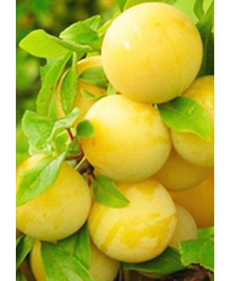 Слива Светлана Слива Светлана