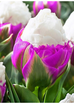 Тюльпан  "Айс Крим" Сиреневый  (Ice Cream) 3шт в упаковке 