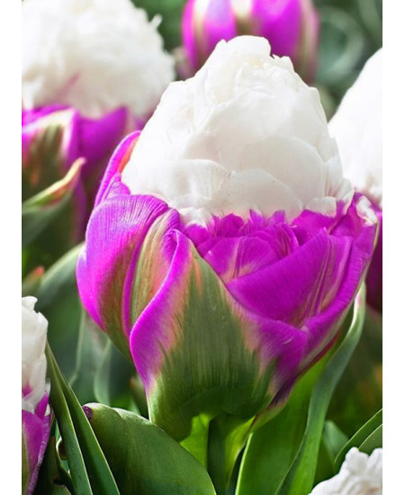 Тюльпан "Айс Крим" Сиреневый (Ice Cream) 3шт в упаковке Тюльпан "Айс Крим" Сиреневый (Ice Cream) 3шт в упаковке