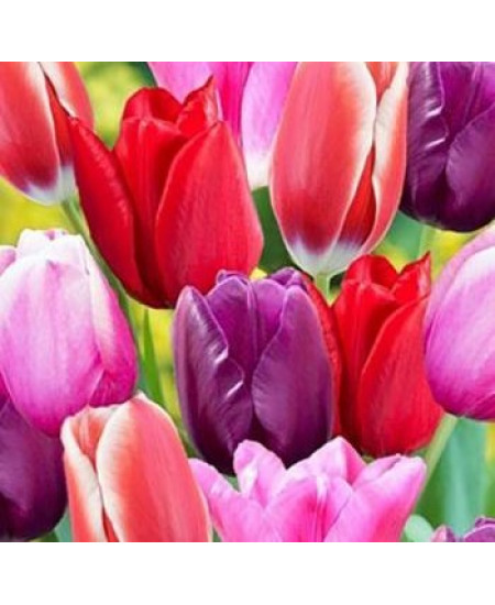 Тюльпан триумф "Микс" (Triumph mixture) 3шт в упаковке (размер 11\12) Тюльпан триумф "Микс" (Triumph mixture) 3шт в упаковке (размер 11\12)