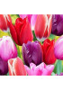 Тюльпан триумф "Микс" (Triumph mixture) 3шт в упаковке (размер 11\12) Тюльпан триумф "Микс" (Triumph mixture) 3шт в упаковке (размер 11\12)
