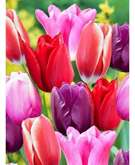 Тюльпан триумф "Микс" (Triumph mixture) 3шт в упаковке (размер 11\12) Тюльпан триумф "Микс" (Triumph mixture) 3шт в упаковке (размер 11\12)