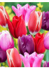 Тюльпан триумф "Микс" (Triumph mixture) 3шт в упаковке (размер 11\12) Тюльпан триумф "Микс" (Triumph mixture) 3шт в упаковке (размер 11\12)