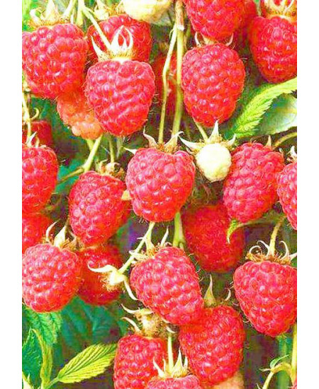 Малина Мираж Малина Мираж