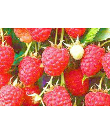 Малина Мираж Малина Мираж