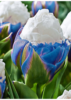 Тюльпан  "Айс Крим" Синий (Ice Cream) 3шт в упаковке 