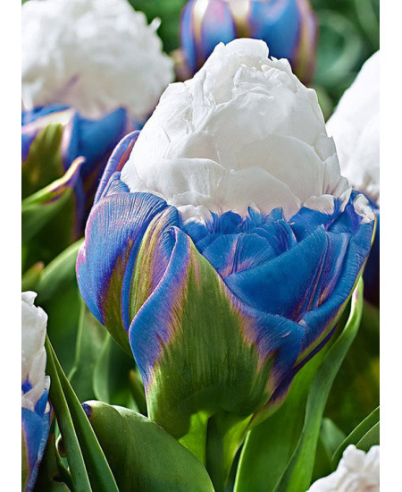 Тюльпан "Айс Крим" Синий (Ice Cream) 3шт в упаковке Тюльпан "Айс Крим" Синий (Ice Cream) 3шт в упаковке