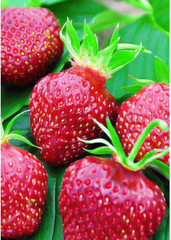 Клубника Кардинал (Упаковка 5шт)