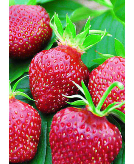 Клубника Кардинал (Упаковка 5шт) Клубника Кардинал (Упаковка 5шт)