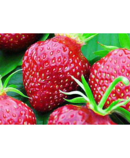 Клубника Кардинал (Упаковка 5шт) Клубника Кардинал (Упаковка 5шт)