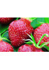 Клубника Кардинал (Упаковка 5шт) Клубника Кардинал (Упаковка 5шт)