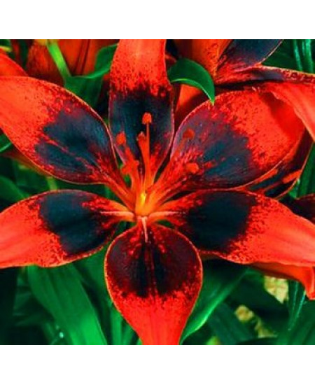 Лилия азиатская "Старберст" (Starburst) 3шт в упаковке (размер 16/18) Лилия азиатская "Старберст" (Starburst) 3шт в упаковке (размер 16/18)