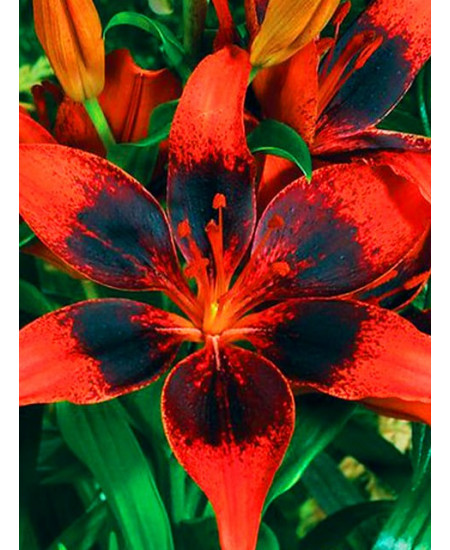 Лилия азиатская "Старберст" (Starburst) 3шт в упаковке (размер 16/18) Лилия азиатская "Старберст" (Starburst) 3шт в упаковке (размер 16/18)